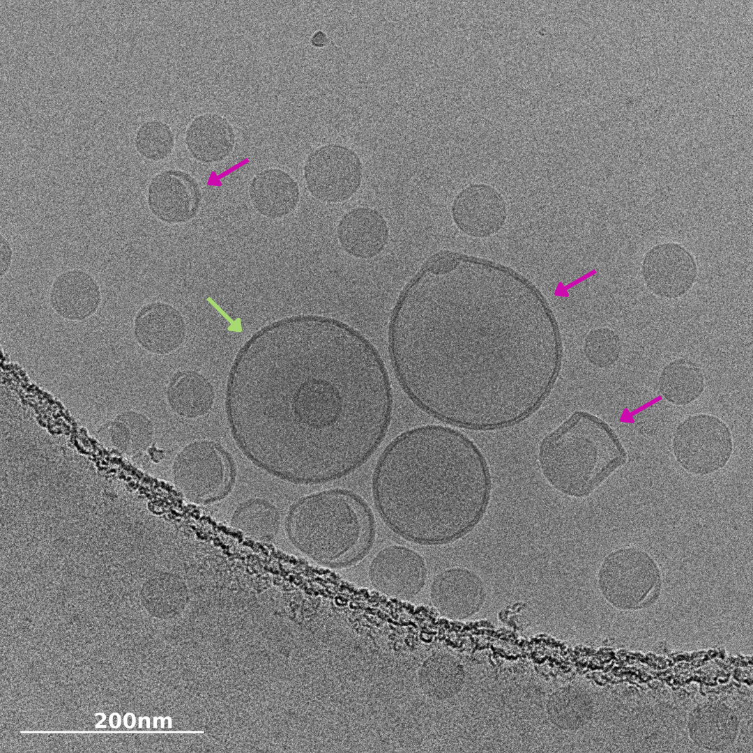 Lipid Nanoparticles (LNPs), with mRNA, RNA, DNA payloads